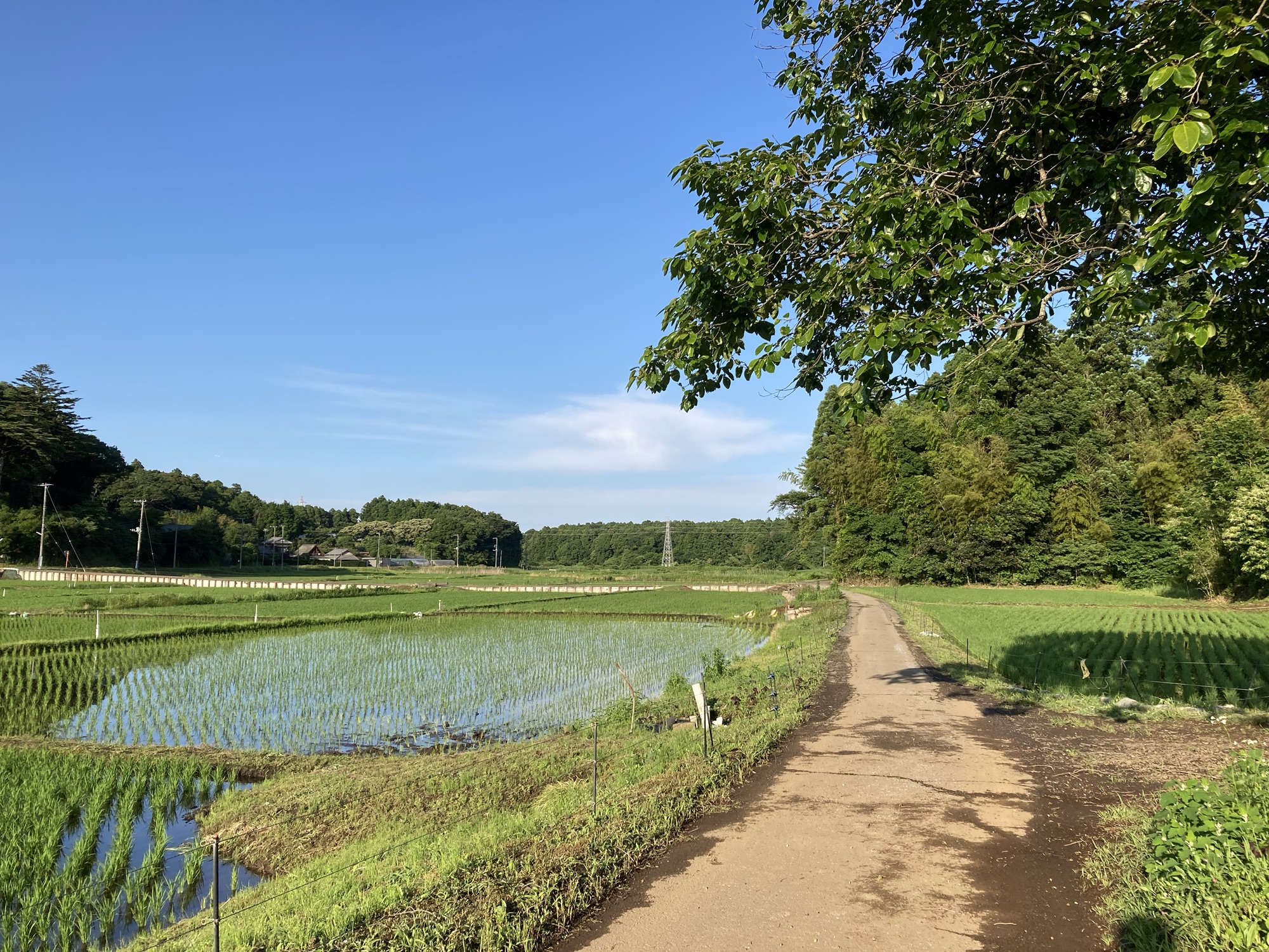住み替え先は、田んぼや森が近いのどかな場所